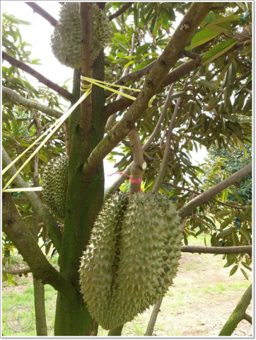 smart23418518123_1394762110603903_7770247562357046762_osss